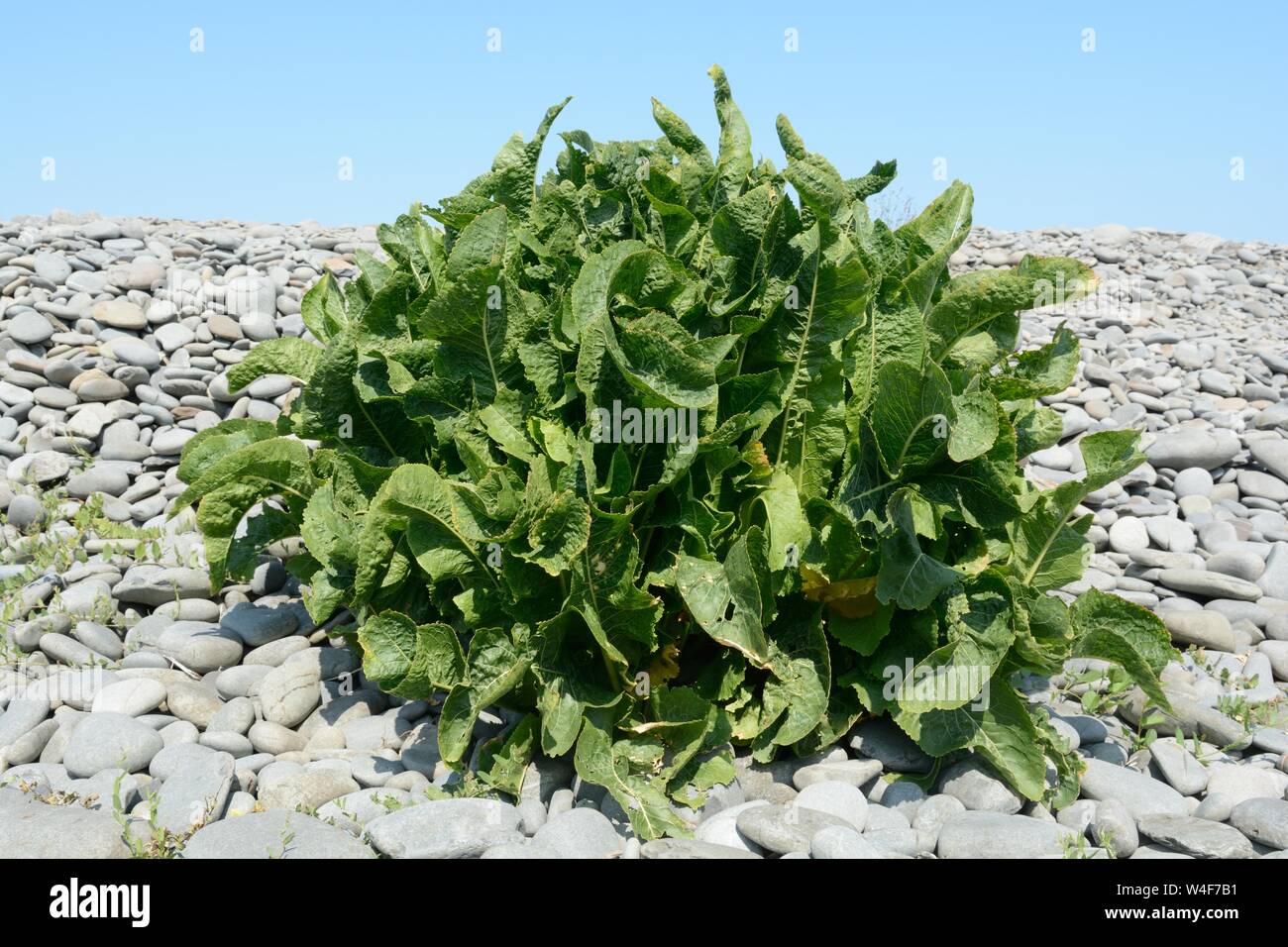 Sea beet Beta vulgaris wild spinach growing on shingle beach Stock