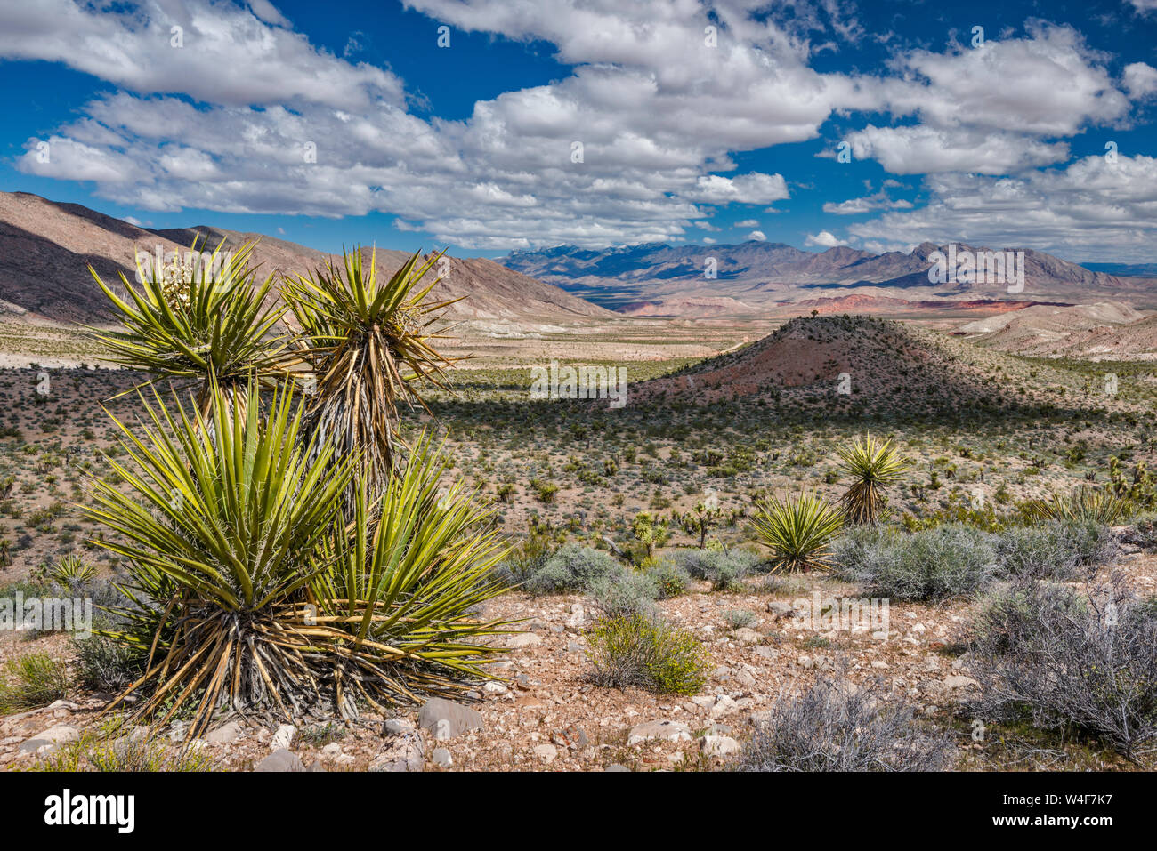 Mojave yucca (Yucca schidigera), Virgin Mountains in distance, from Gold Butte Road, Gold Butte National Monument, Mojave Desert, Nevada, USA Stock Photo