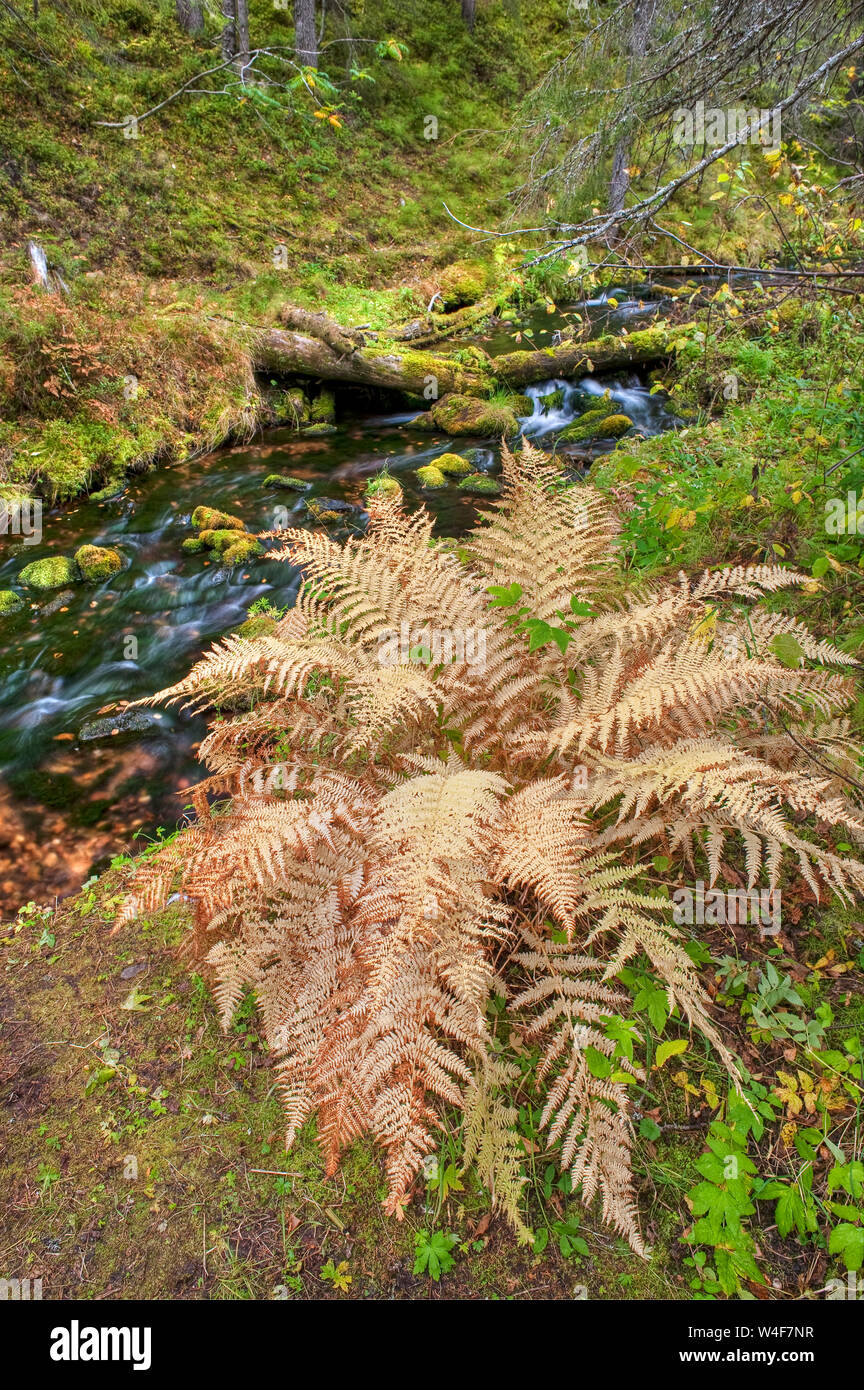 Lady Fern (Athyrium filix-foemina), taiga forest, Ruska time (autumn), Pallas-Yllastunturi National Park, Lapland, Finland Stock Photo