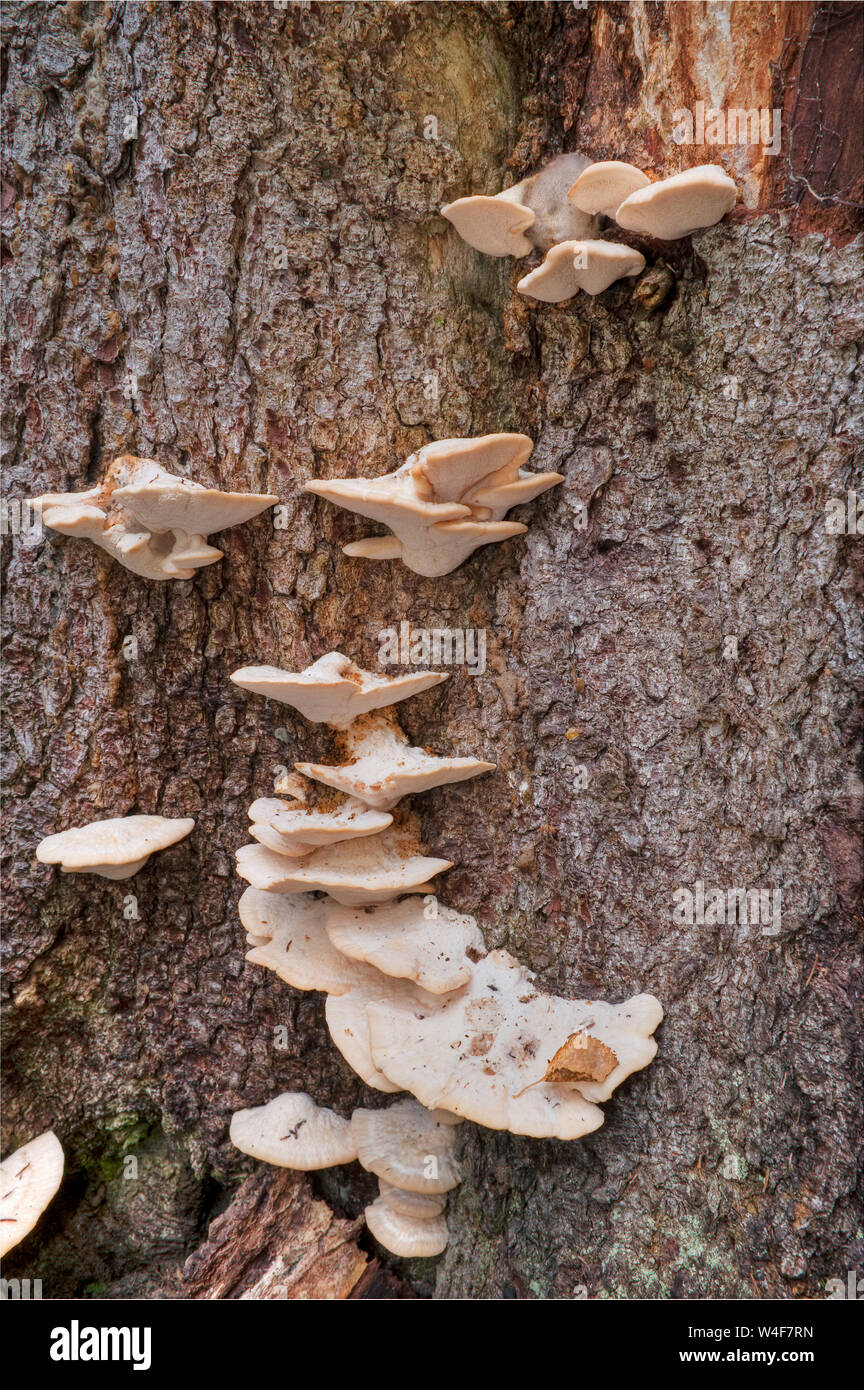 Varkaankuru gorge, mushrooms on an old log (Haploporus odorus), taiga forest, brook-side woodland understorey, Ruska time (autumn), Pallas-Yllastunturi National Park, Lapland, Finland Stock Photo