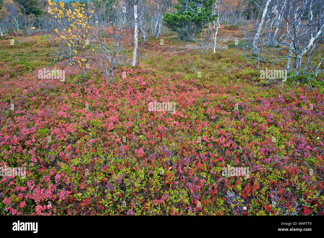 Mountain Crowberry (Empetrum nigrum subsp. hermaphroditum), Bilberry(Vaccinium myrtillus), taiga forest, , Ruska time (autumn), Pallas-Yllastunturi National Park, Lapland, Finland Stock Photo