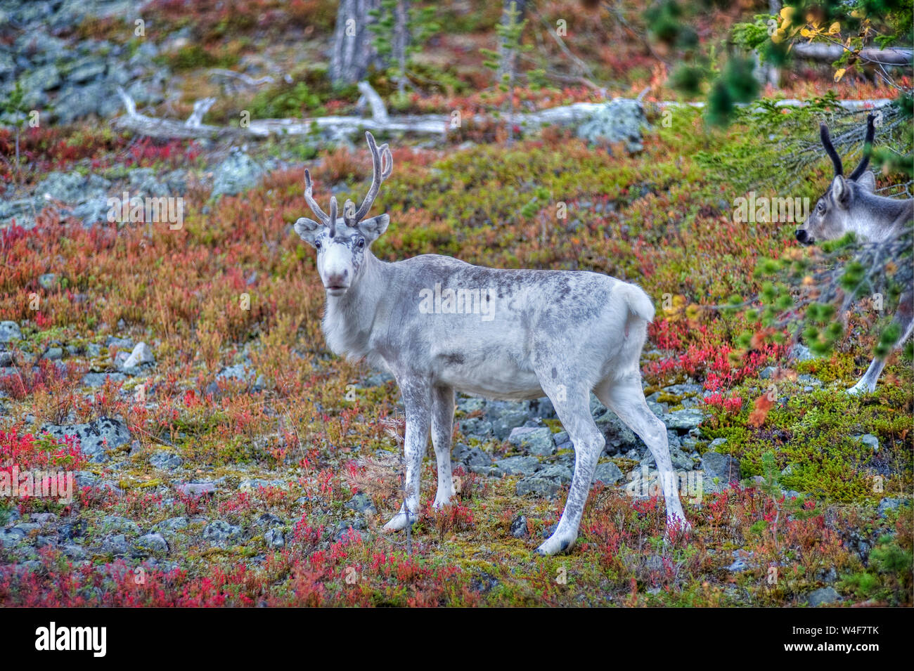 reindeer (Rangifer tarandus) in the taiga forest,Ruska time (autumn), Pallas-Yllastunturi National Park, Lapland, Finland Stock Photo