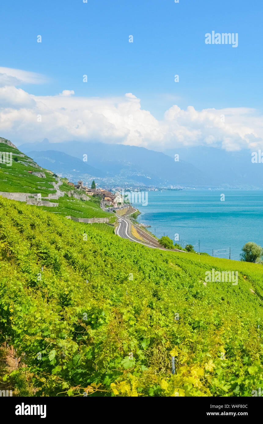 Stunning terraced vineyards on hills by Geneva Lake, Switzerland. Famous Lavaux wine region, UNESCO Heritage. Green vineyard on hills. Switzerland landscape, Swiss summer. Scenic view. Winemaking. Stock Photo