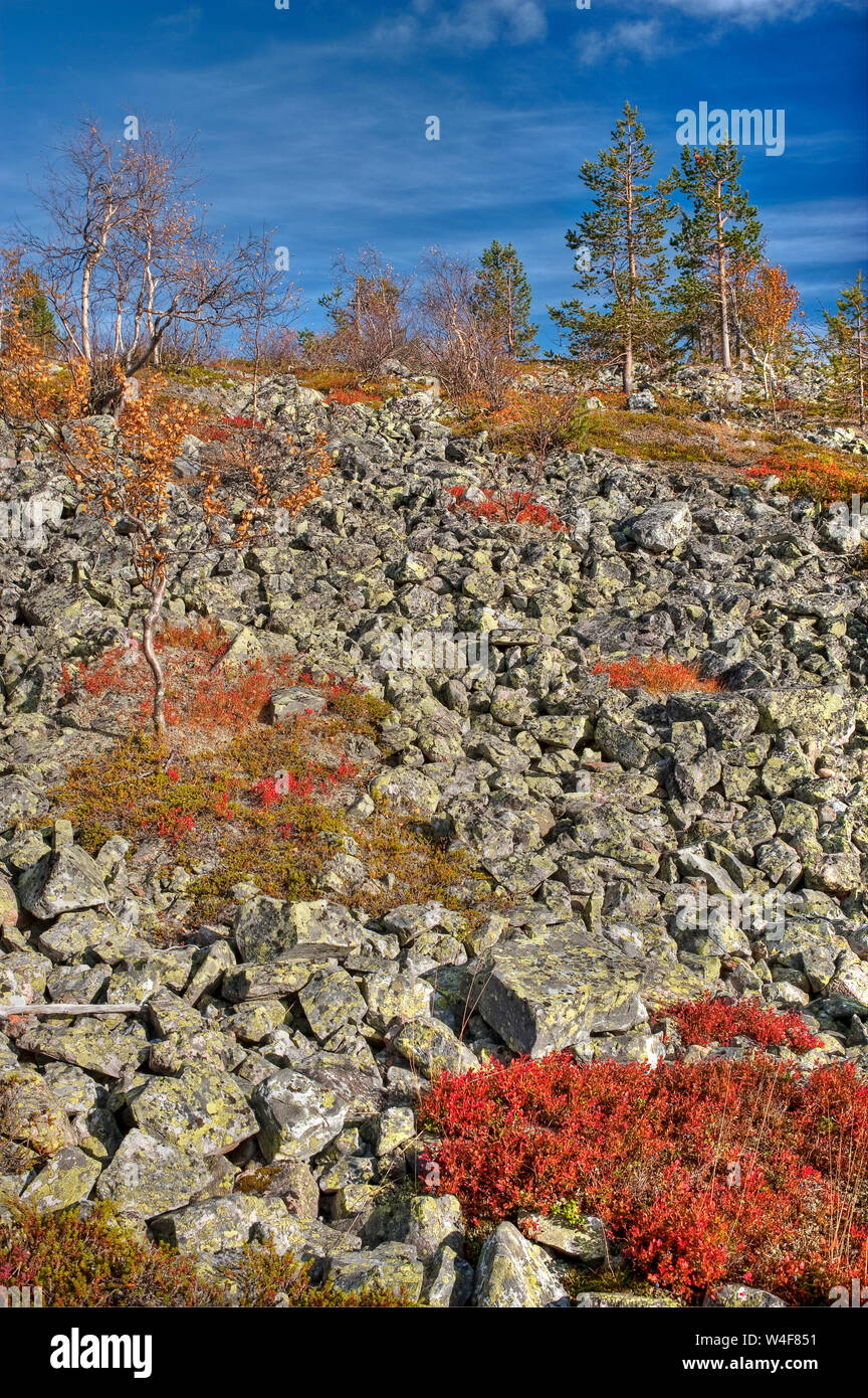 top of the fell: Scot's Pine (Pinus sylvestris) and mountain birch (Betula pubescens ssp. czerepanovii), Mountain Crowberry (Empetrum nigrum subsp. hermaphroditum), Cowberry (Vaccinium vitis-idaea), Bilberry(Vaccinium myrtillus), Ruska time (autumn), Pallas-Yllastunturi National Park, Lapland, Finland Stock Photo