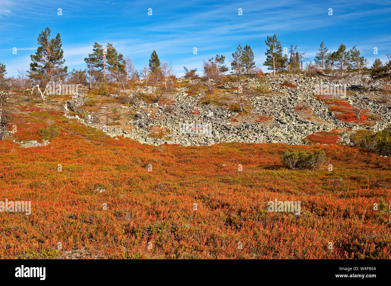 top of the fell: Scot's Pine (Pinus sylvestris) and mountain birch (Betula pubescens ssp. czerepanovii), Juniper (Juniperus communis), Mountain Crowberry (Empetrum nigrum subsp. hermaphroditum), Cowberry (Vaccinium vitis-idaea), Bilberry(Vaccinium myrtillus), Ruska time (autumn), Pallas-Yllastunturi National Park, Lapland, Finland Stock Photo