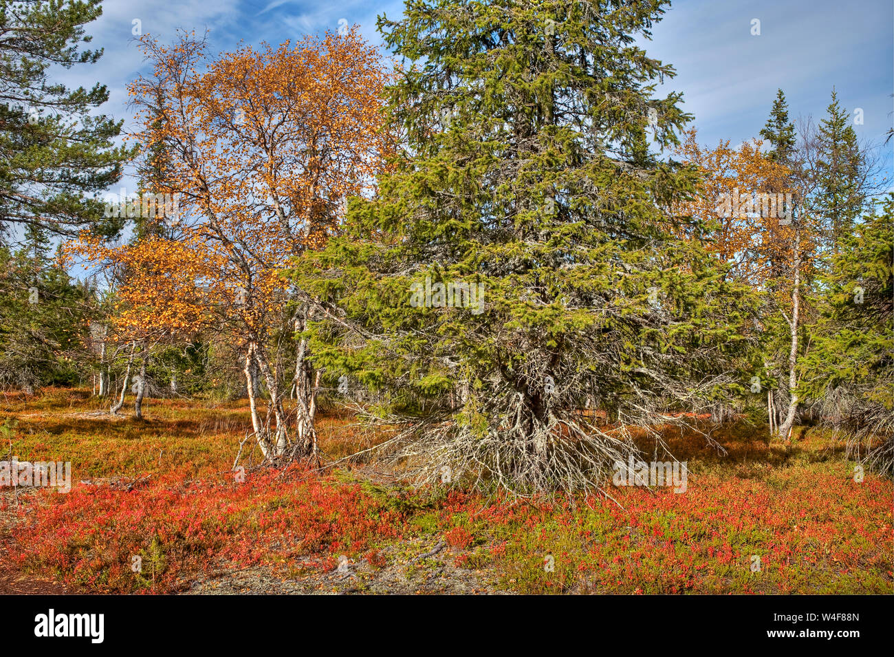 taiga forest:Scot's Pine (Pinus sylvestris), Norway Spruce (Picea abies) and mountain birch (Betula pubescens ssp. czerepanovii), on the ground: Mountain Crowberry (Empetrum nigrum subsp. hermaphroditum), Cowberry (Vaccinium vitis-idaea), Bilberry(Vaccinium myrtillus), Ruska time (autumn), Pallas-Yllastunturi National Park, Lapland, Finland Stock Photo