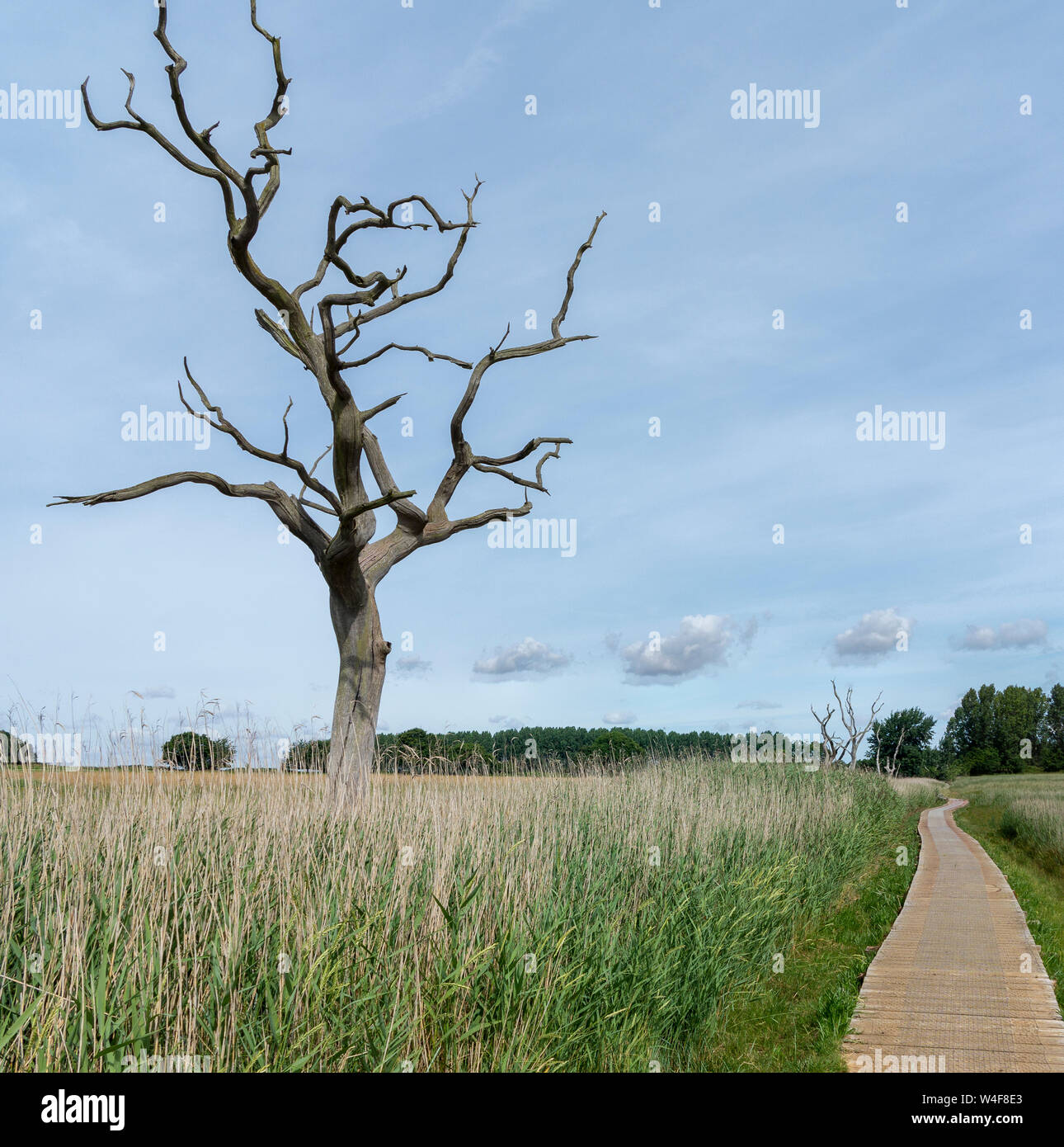 View over marshland with reed beds and a timber walkway. A large dead tree on the horizon Stock Photo