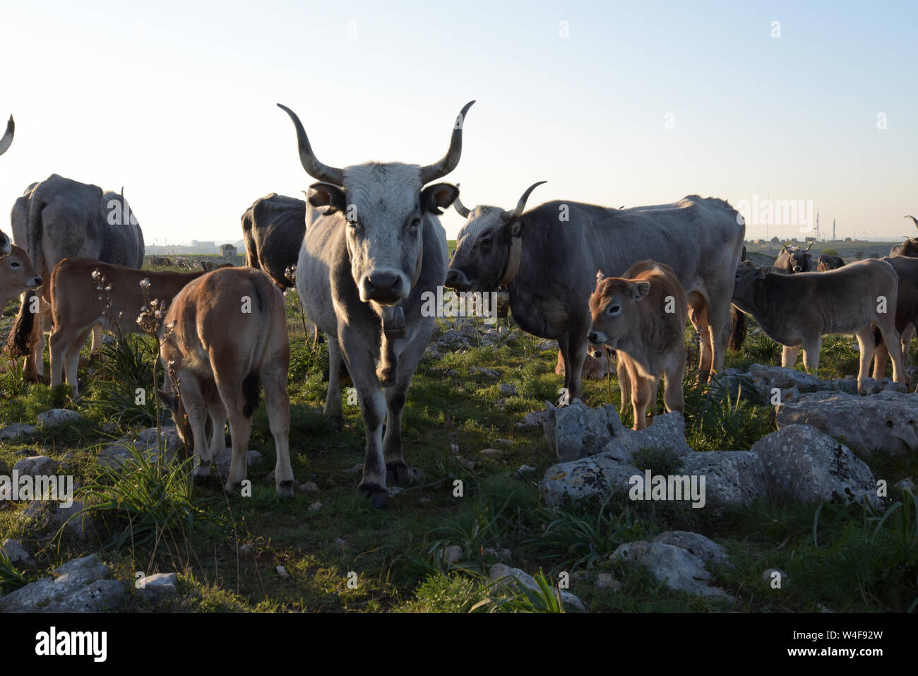 Italy, Basilicata, Matera, Sassi, cow podolica Stock Photo
