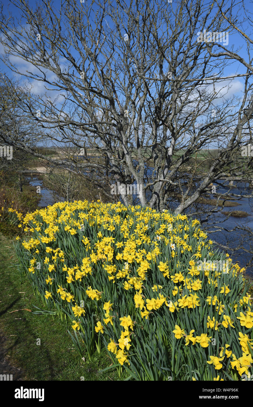 daffodils by wick river;wick;caithness;scotland Stock Photo