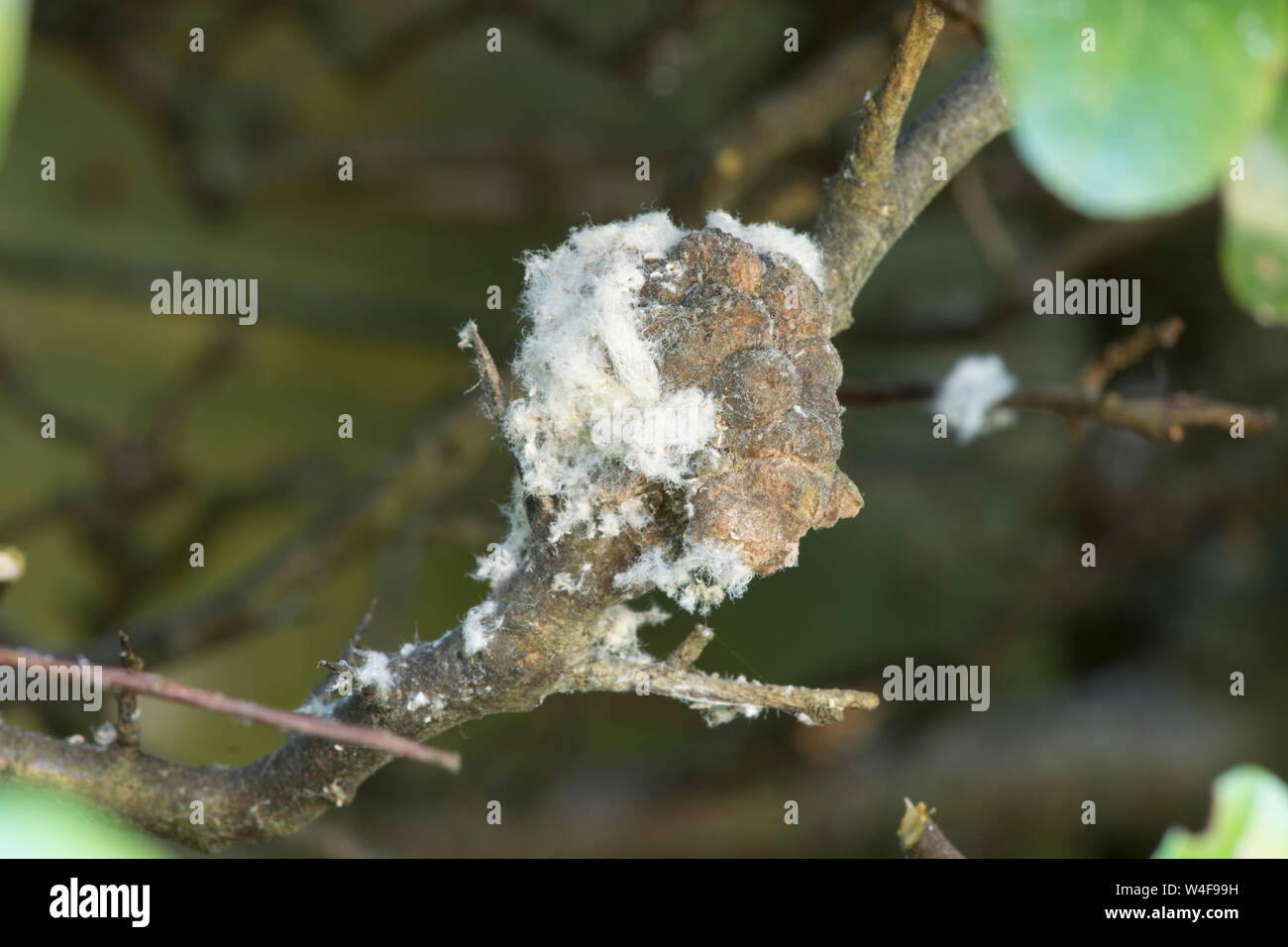 wooly aphid, American blight, Eriosoma lanigerum, on Pyracantha, garden peat, Sussex, UK, July Stock Photo