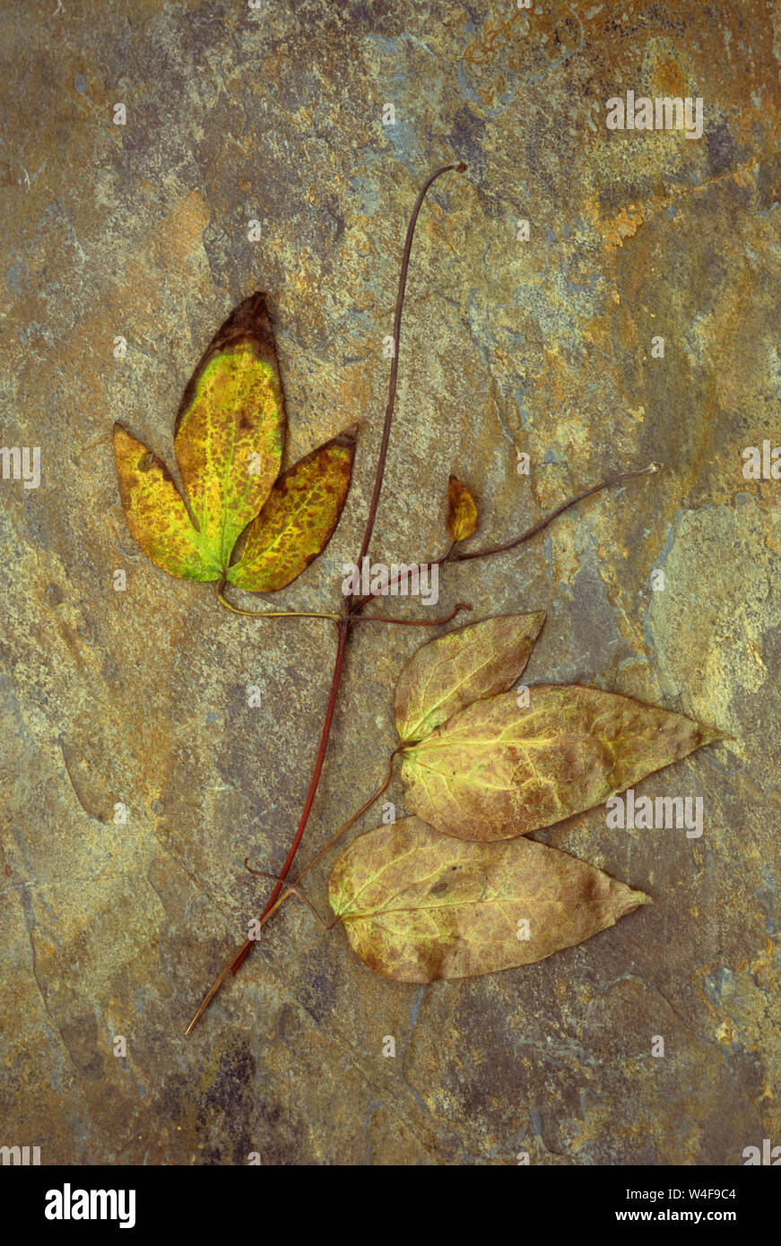 Golden brown autumnal leaves of Clematis Hagley hybrid lying on rough stone Stock Photo