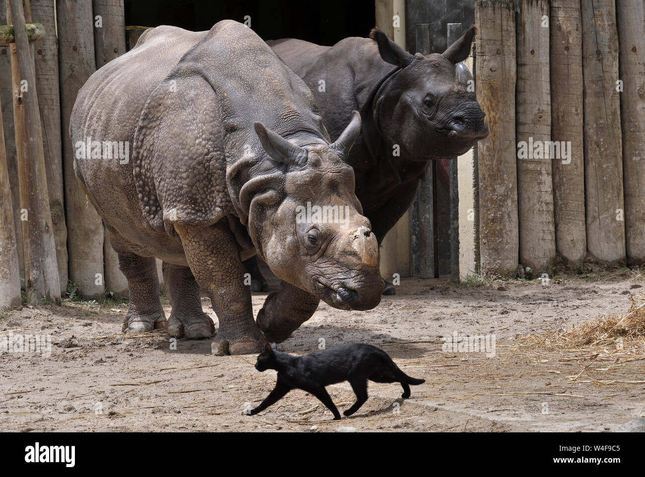 black rhinoceros;black cat;lisbon zoo;portugal Stock Photo