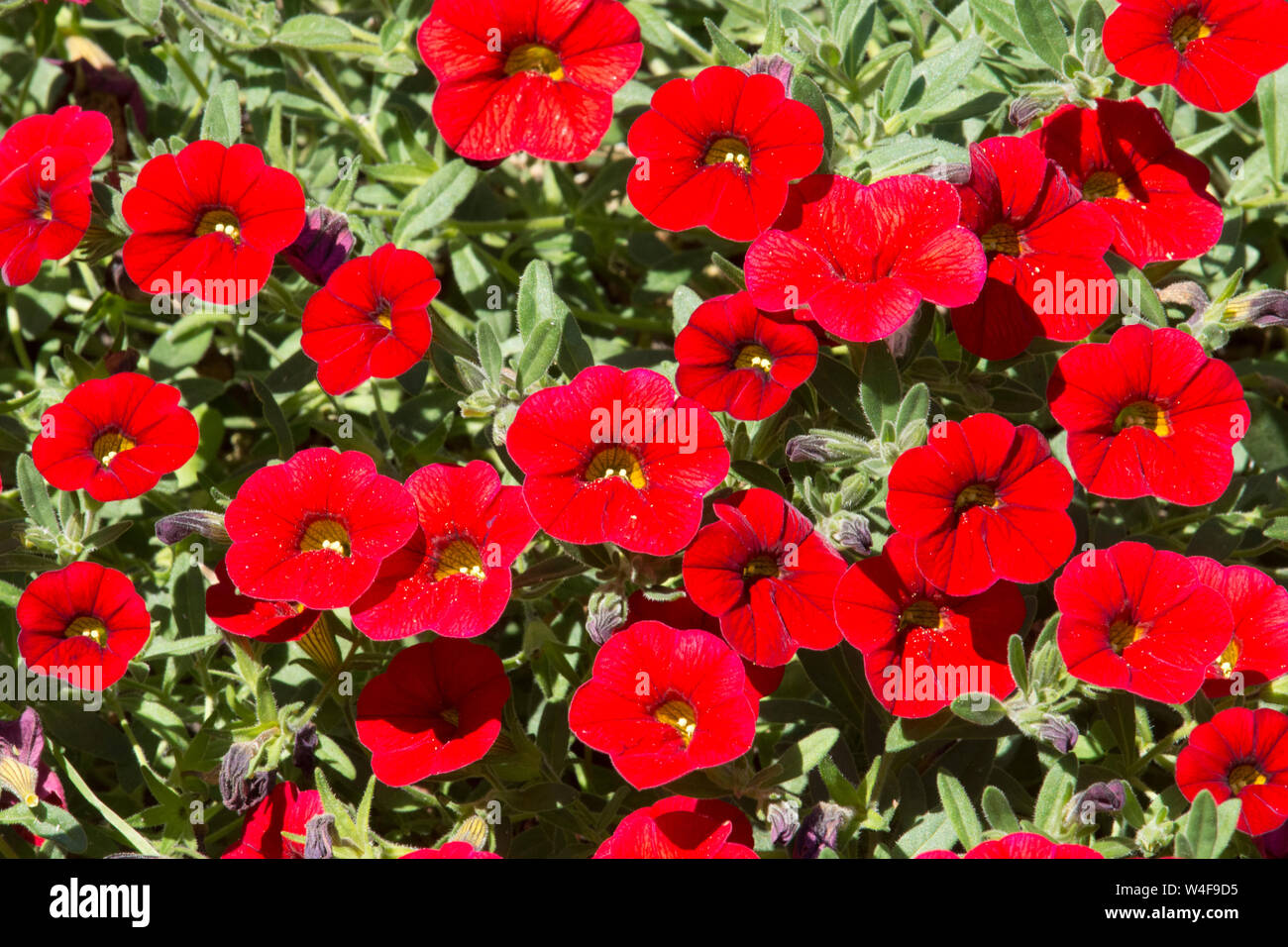 Calibrachoa, Can Can, Rosies magenta, Garden plant, Sussex, UK, July Stock Photo