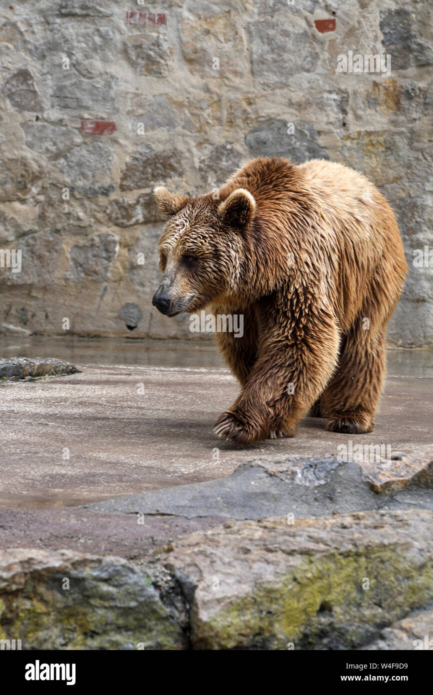 brown bear;lisbon zoo Stock Photo