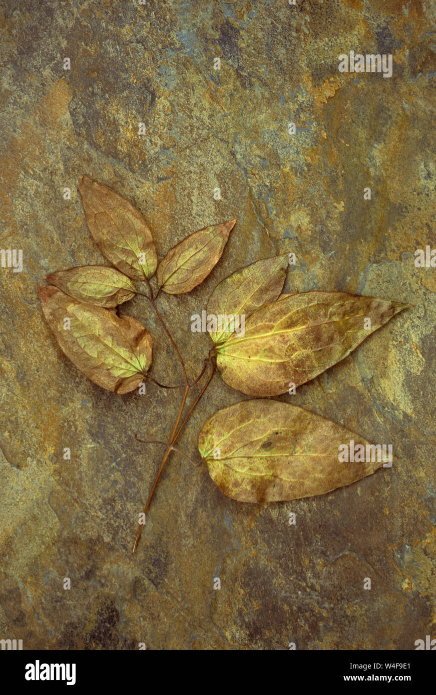 Golden brown autumnal leaves of Clematis Hagley hybrid lying on rough stone Stock Photo