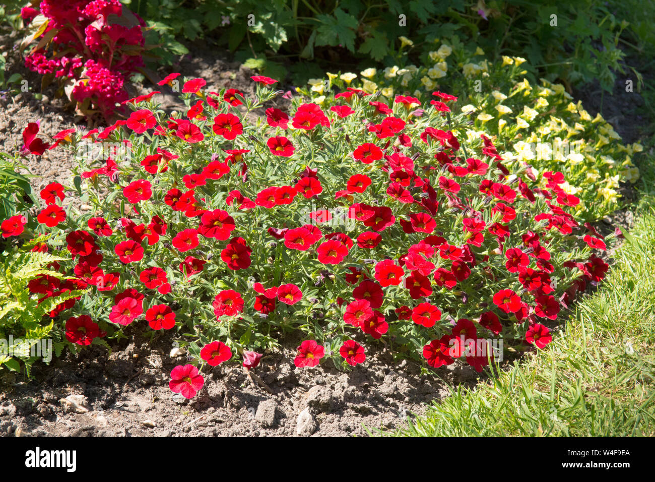 Calibrachoa, Can Can, Rosies magenta, Garden plant, Sussex, UK, July Stock Photo