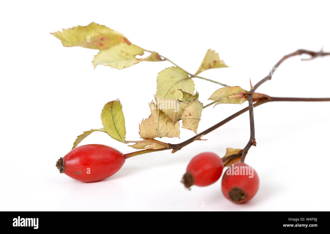 rose hips on a white background Stock Photo - Alamy