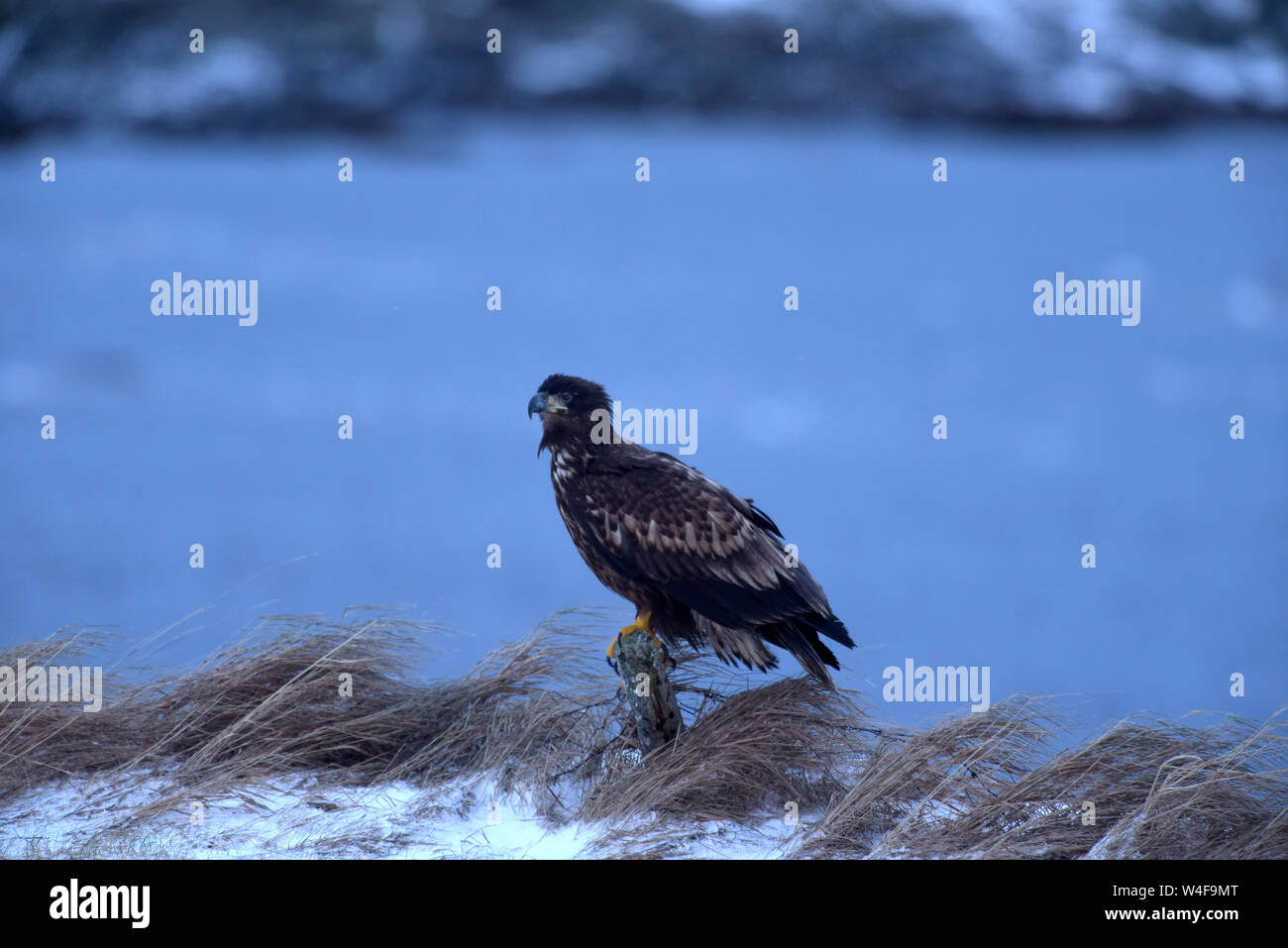 Sea eagle species hi-res stock photography and images - Alamy