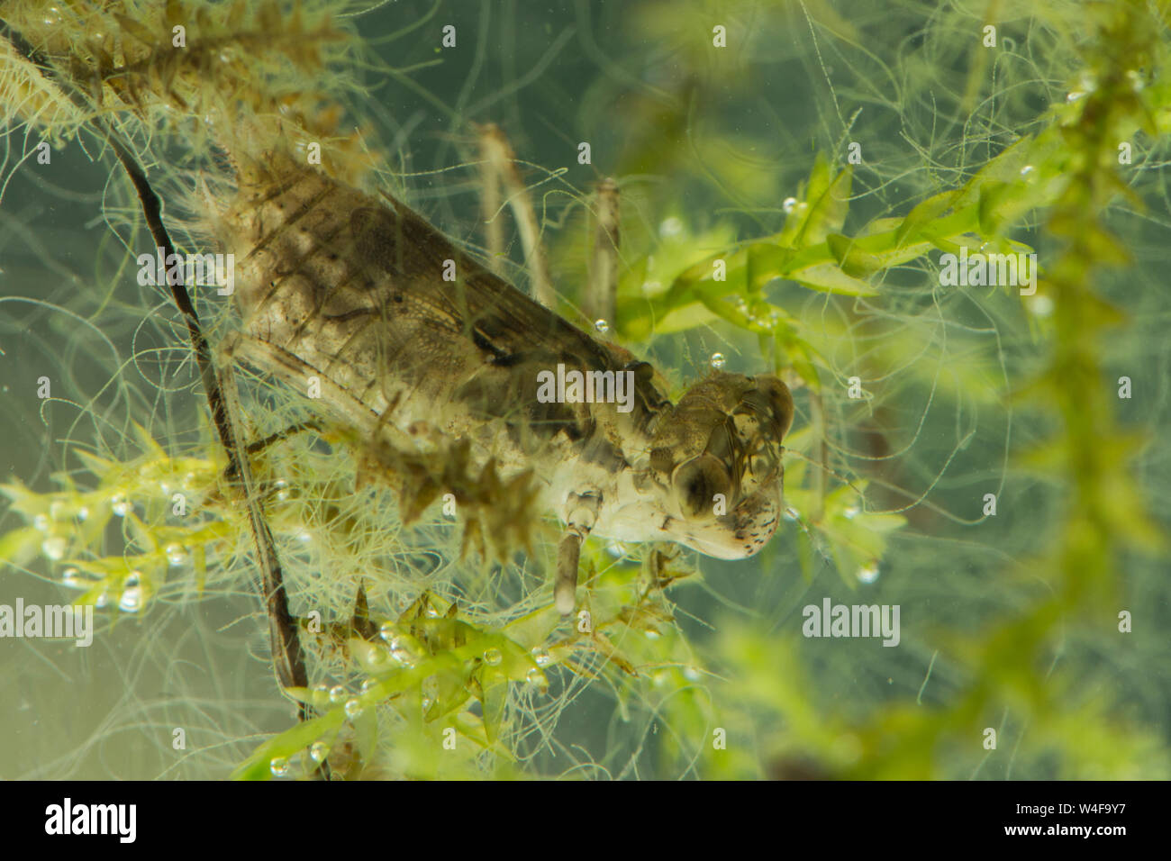 dragonfly larvae in pool dragonfly larvae in pool
