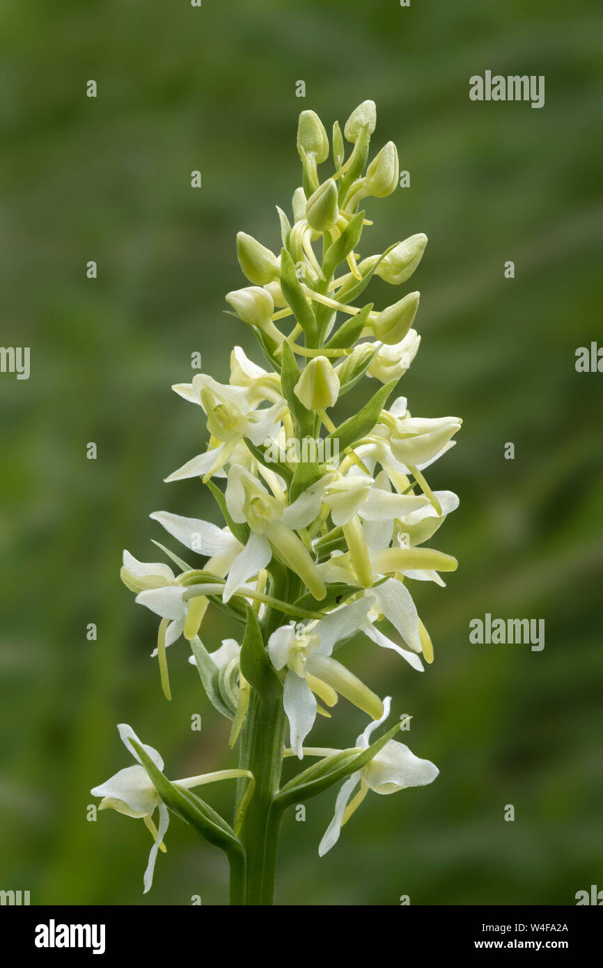 Lesser Butterfly Orchid (Platanthera bifolia) Stock Photo