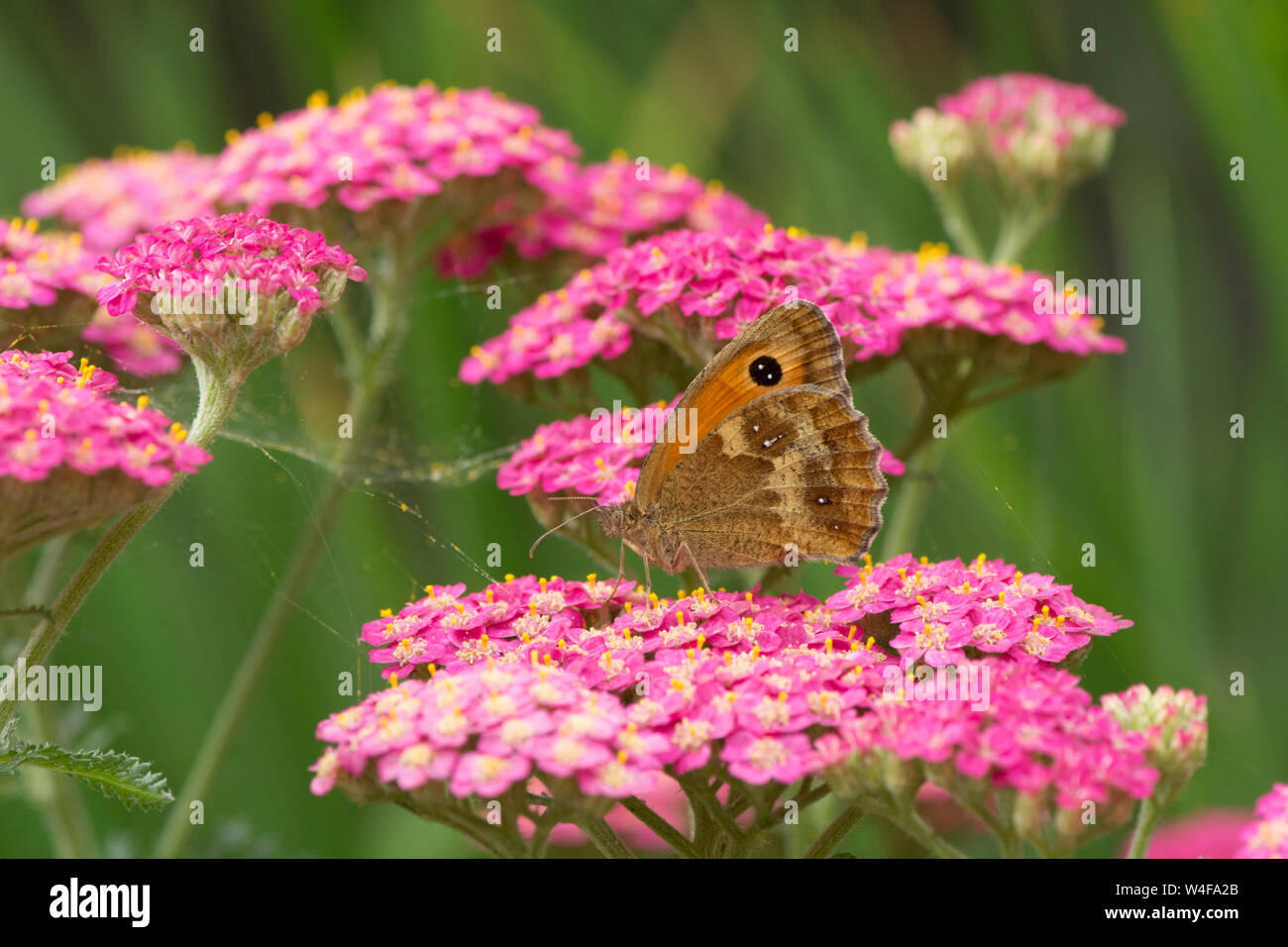 Gatekeeper or Hedge Brown, Pyronia tithonus, butterfly, on Achillea, July Stock Photo