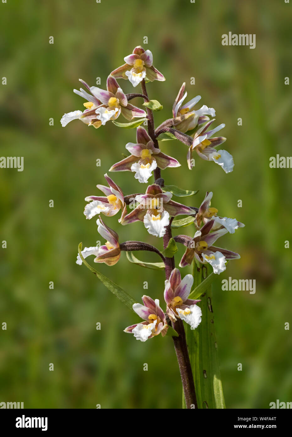 Marsh helleborine (Epipactis palustris) Stock Photo