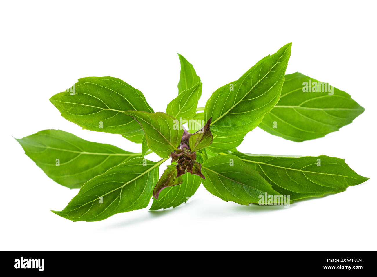 Mouintain basil isolated on white background Stock Photo