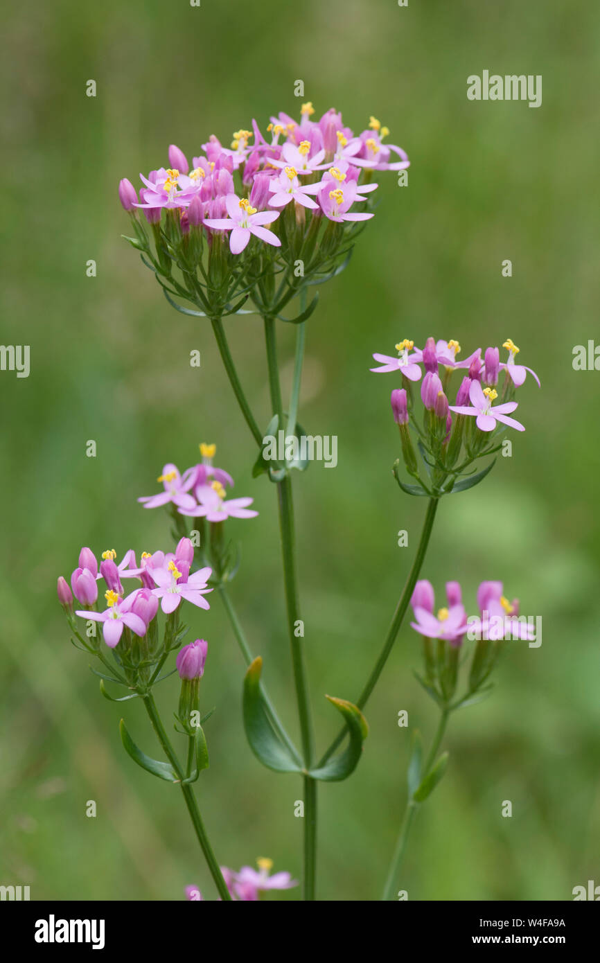 common-centaury-european-centaury-centaurium-erythraea-flowers