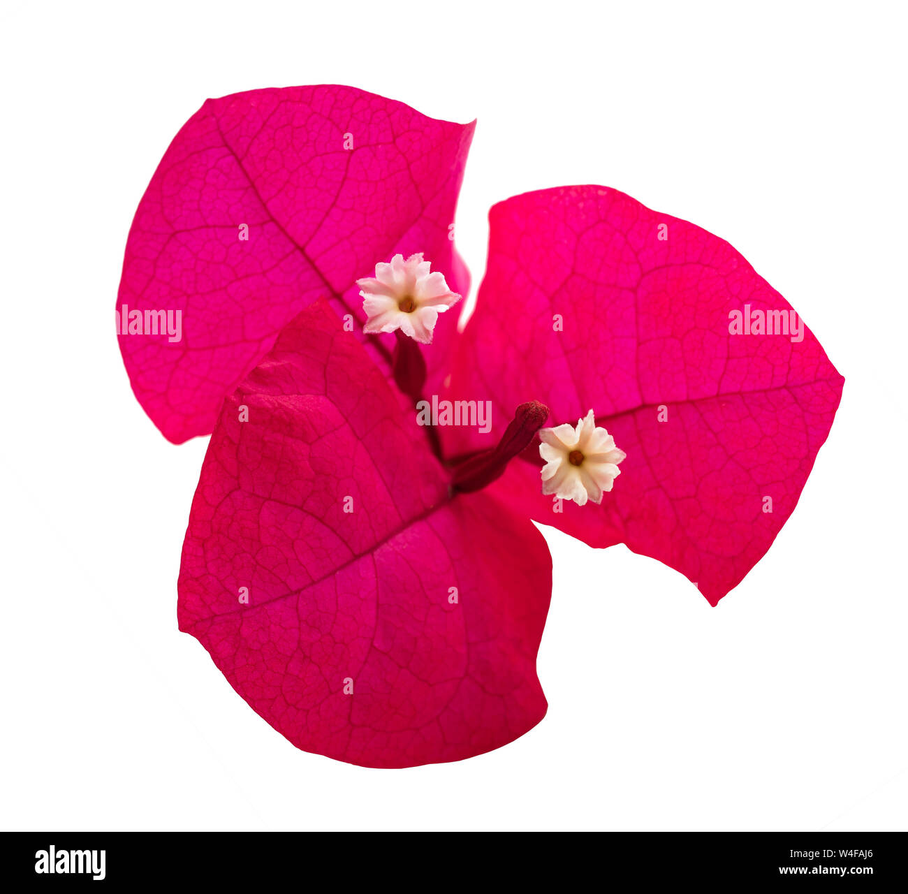 Red Bougainvillea Bougainvillea Glabra High Resolution Stock