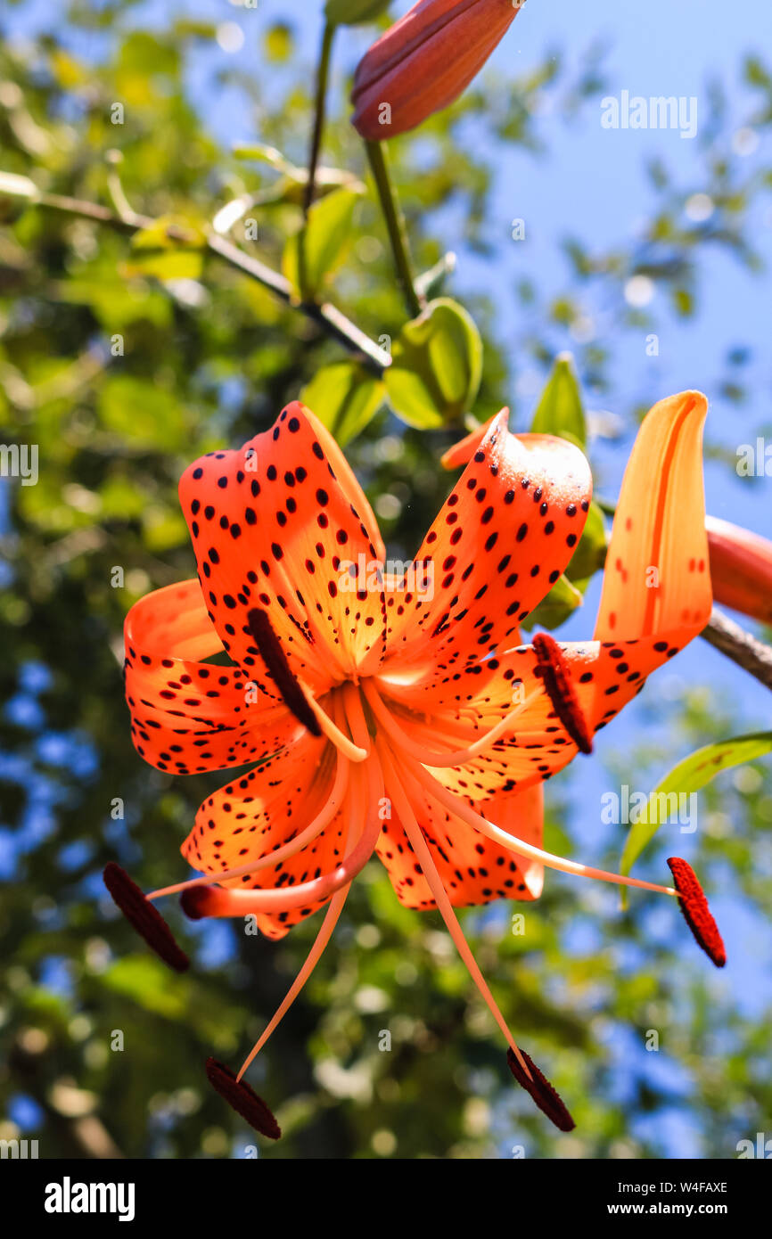 Orange spotted lily (Tiger lily) in the garden on a sunny day Stock Photo -  Alamy