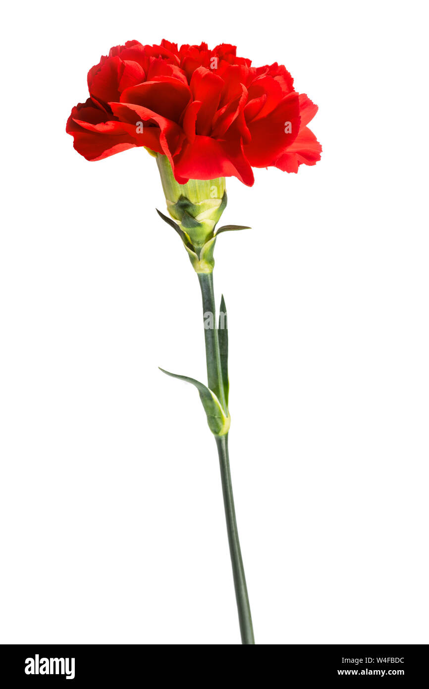 Red carnation flower isolated on white background Stock Photo