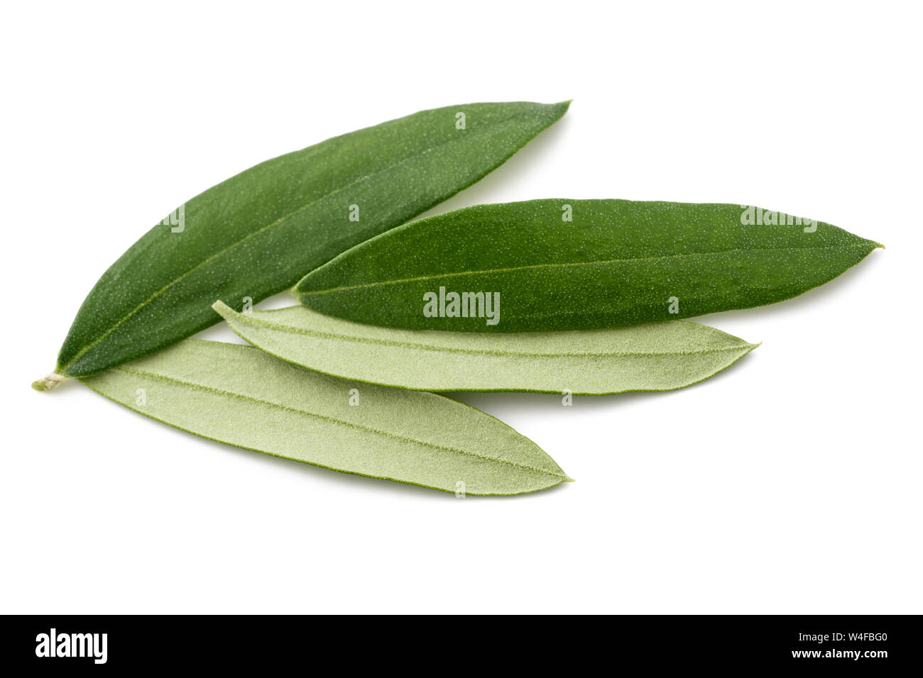 Fresh olive leaves isolated on white background Stock Photo Alamy