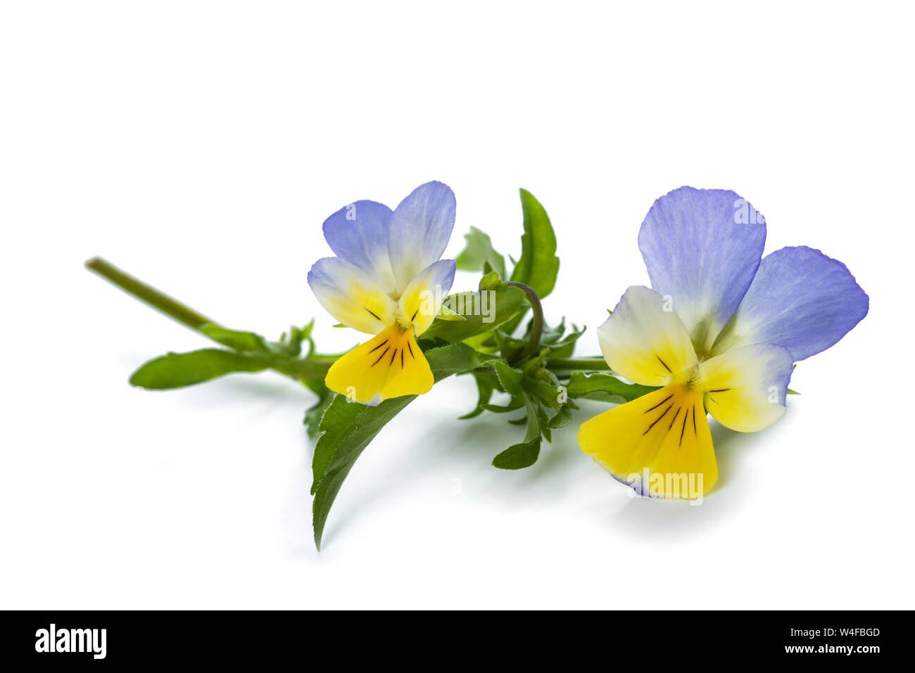 Viola tricolor isolated on white background Stock Photo