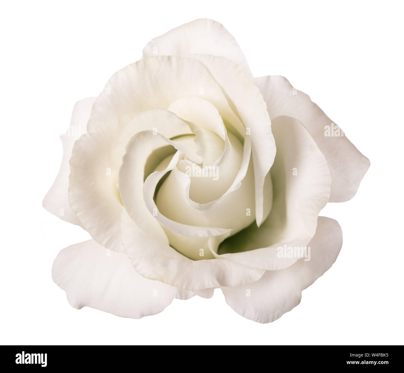 White rose flower isolated on white background Stock Photo - Alamy