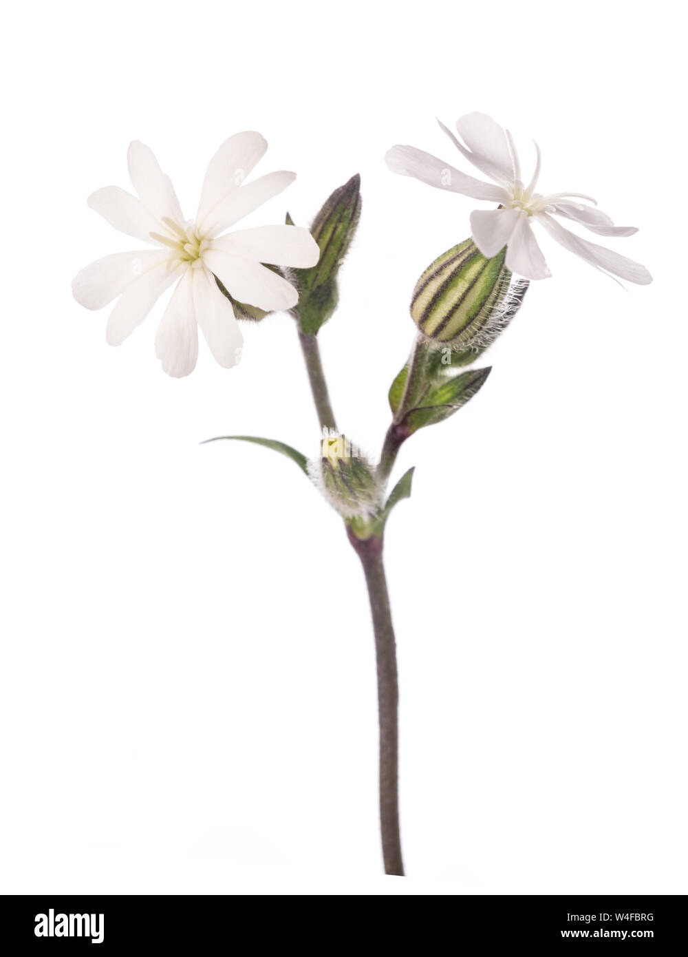 White campion flower (Silene latifoglia) isolated on white Stock Photo