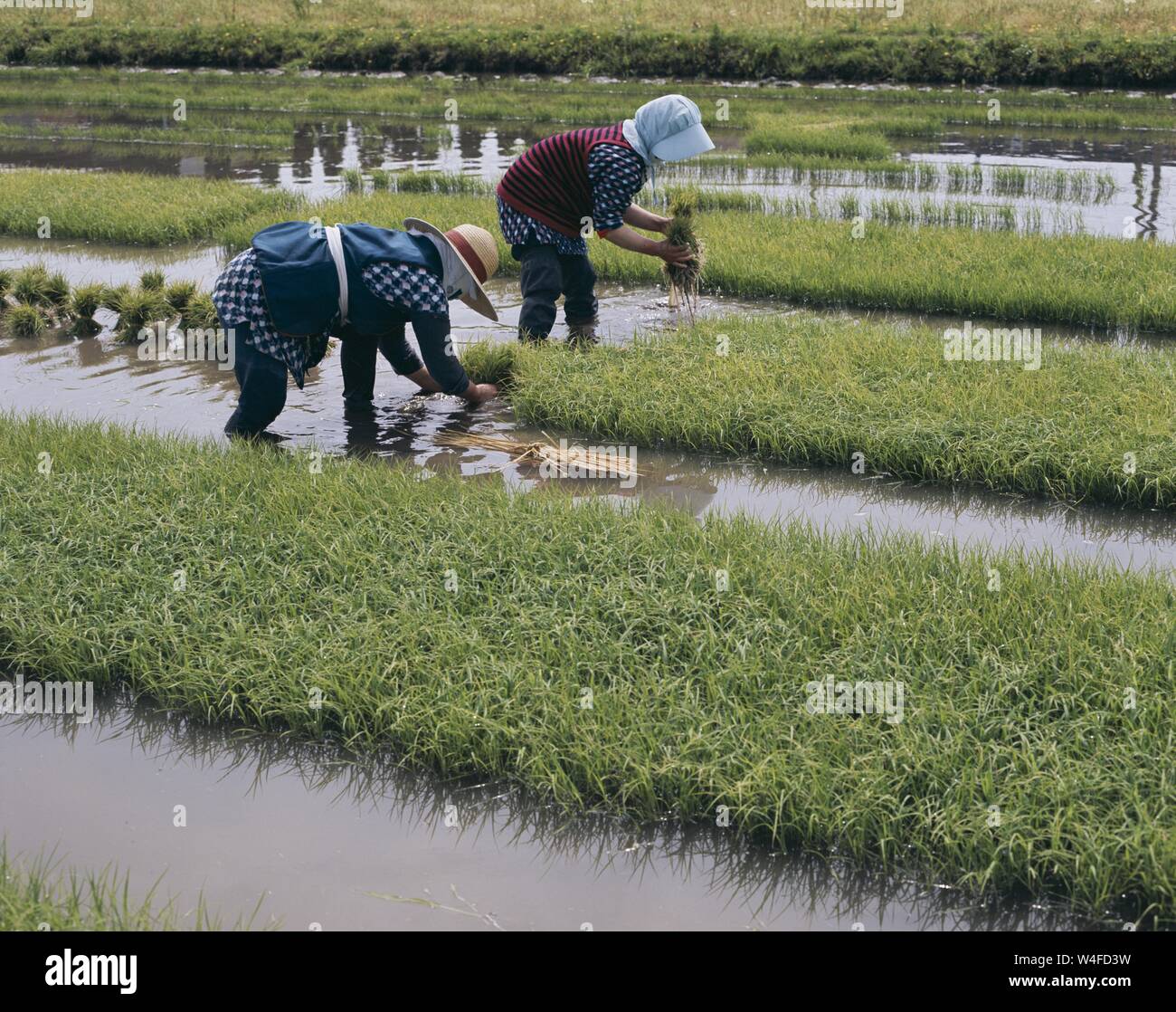 Japan, Honshu, Yamanashi Prefecture, Female Farmers Dressed in Traditional Farming Clothing Planting Rice Stock Photo