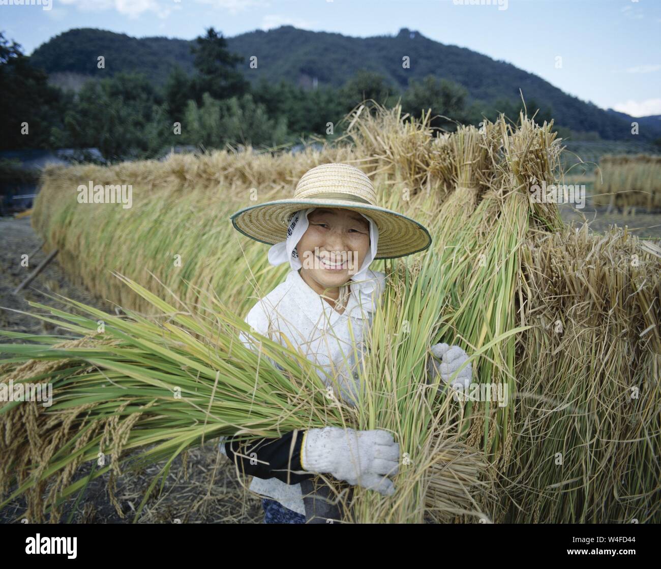 Japan, Honshu, Yamanashi Prefecture, Female Farmer Dressed in Traditional Farming Clothing Harvesting Rice Stock Photo