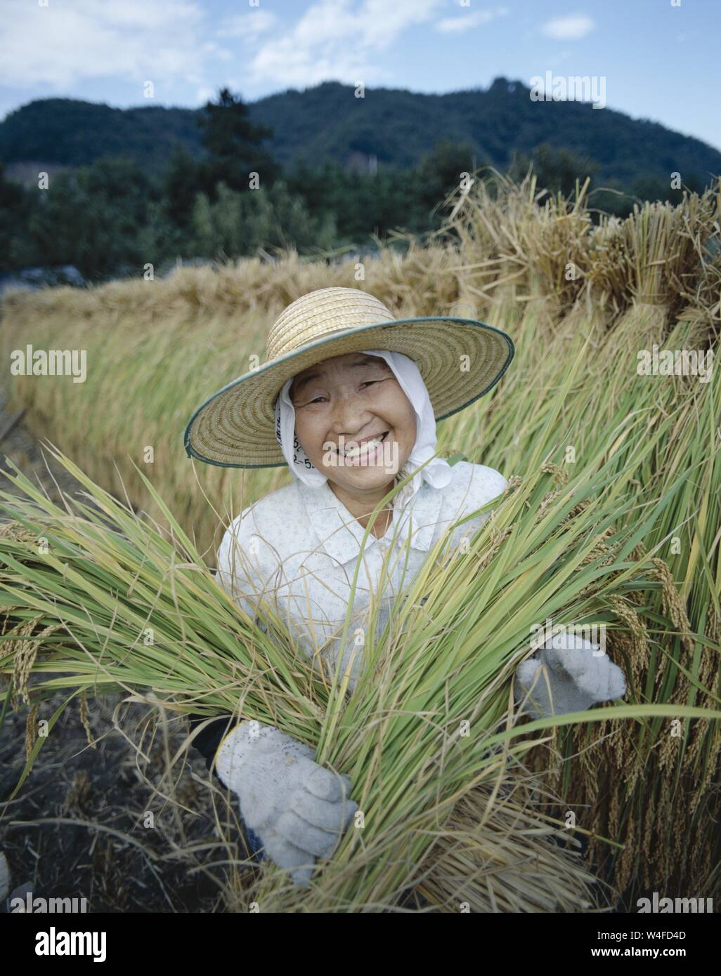 Japan, Honshu, Yamanashi Prefecture, Female Farmer Dressed in Traditional Farming Clothing Harvesting Rice Stock Photo