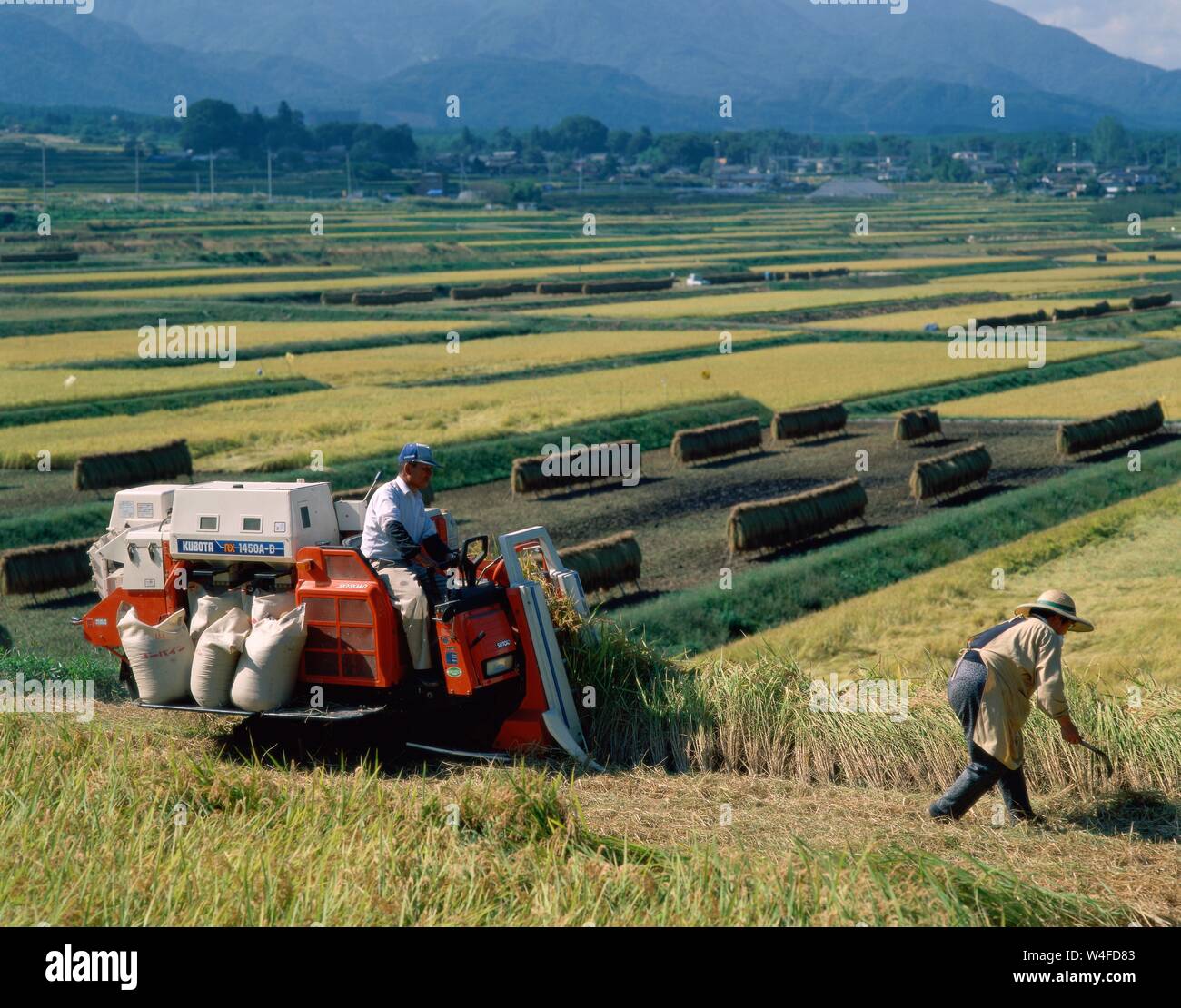 Japan, Honshu, Yamanashi Prefecture, Rice Harvesting Stock Photo