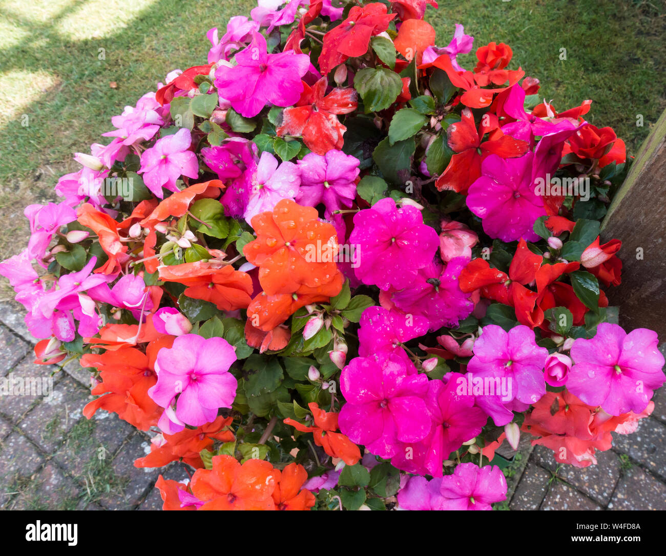 Colourful flowers in planter Stock Photo