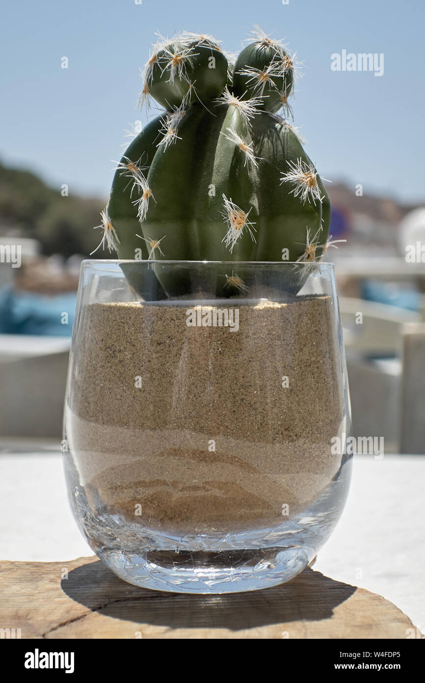 Detail view of a little green cactus flower in sand pot Stock Photo
