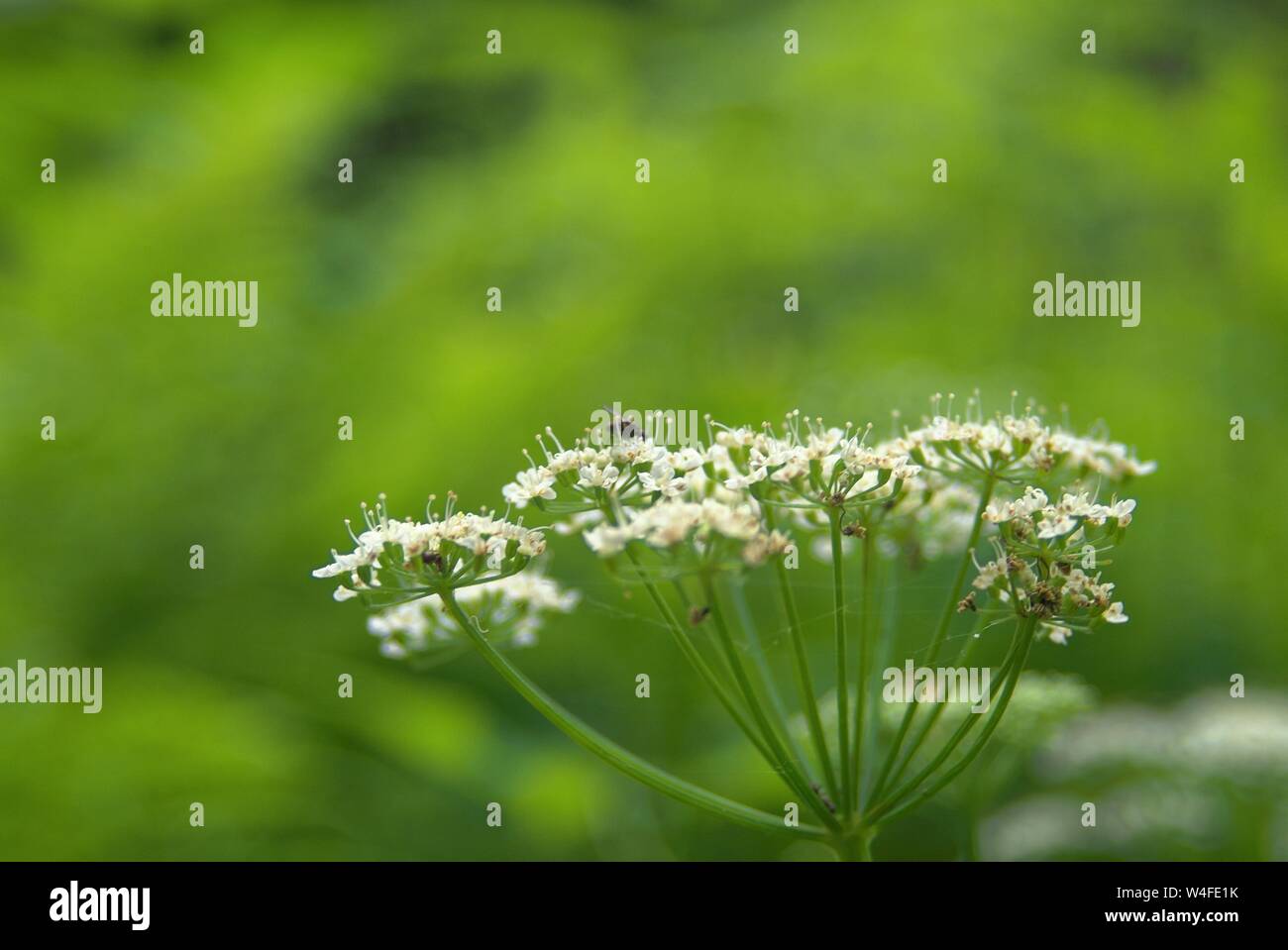flowers of Sium latifolium in the forest in the evening , Russia Stock Photo