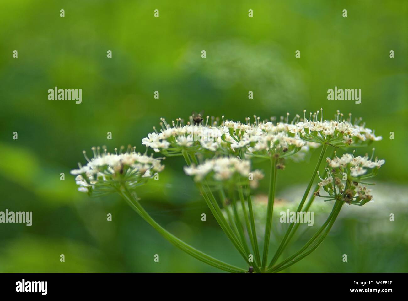 flowers of Sium latifolium in the forest in the evening , Russia Stock Photo