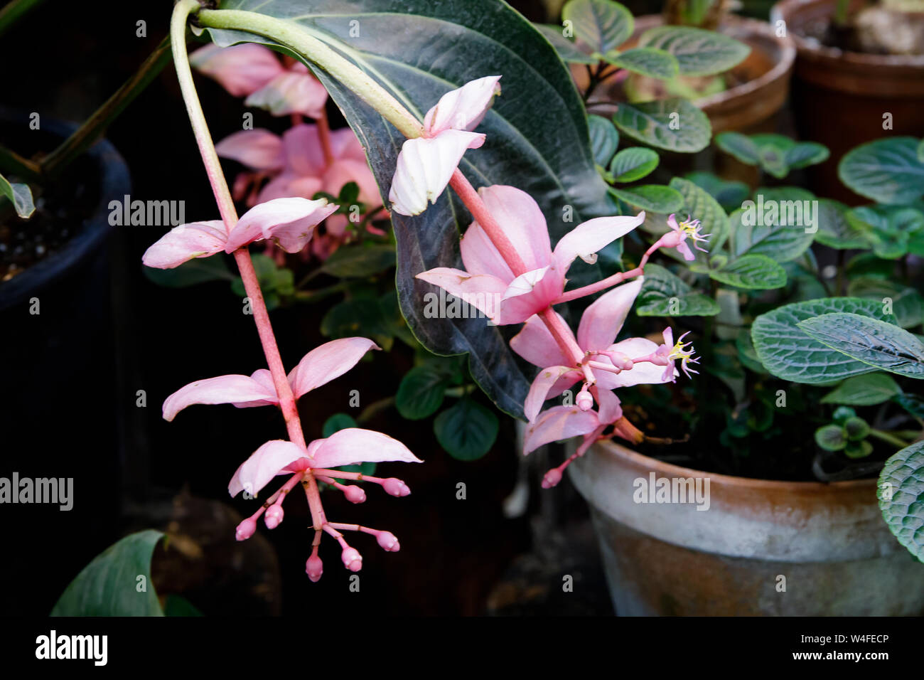 Medinilla Magnifica, The Showy Medinilla Or Rose Grape Is A Species Of ...