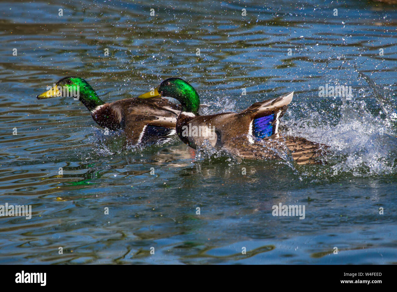 Mallard, Stockenten (Anas platyrhynchos) Männchen streiten sich Stock Photo