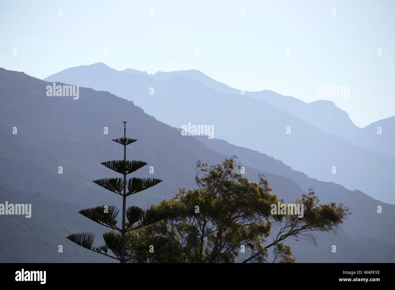 Norfolk Island Pine, Paleochora, S.W.Crete, Greece. Early morning. Stock Photo