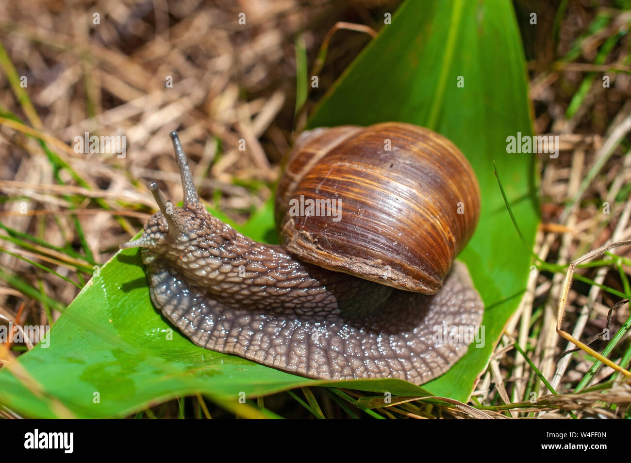 Big snail crawls on a leaf in the forest Stock Photo
