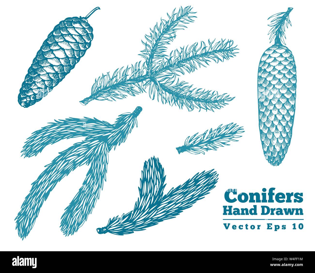 Pine cones and needles hand drawn branches vector illustrations set ...