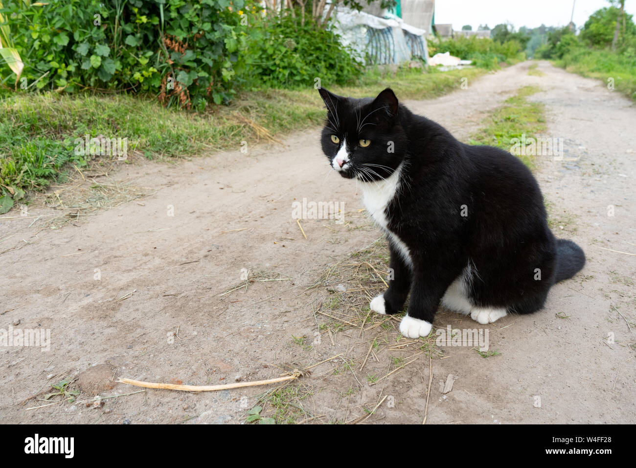 A black and white cat sits on a trail on a summer day. Close-up ...