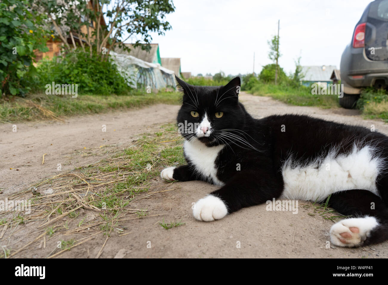Black and white cat lying on the trail on a summer day. Close-up ...